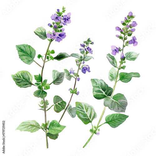 A minimal layout design, a Watercolor painting of a catnip_herb, delicately hand-painted with artistic brush strokes, white background, vector EPS