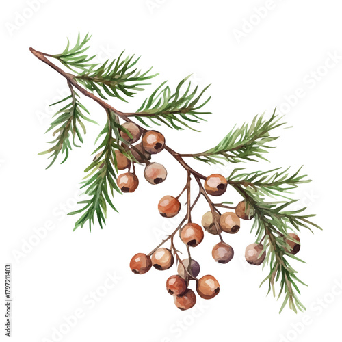 A minimal layout design, a Watercolor painting of a cedar berries, delicately hand-painted with artistic brush strokes, white background, vector EPS