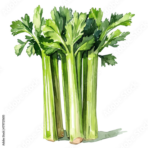 Minimal_Painted_in_watercolor, illustration_of celery, hand-drawn_illustration, isolated_on_white, vector_EPS. vectorized