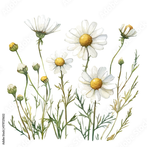 An Imaginary Minimalistic 2D flat icon_chamomile_plant, modern element in vector and EPS format_isolated on a white 