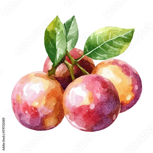 A minimal layout design, a Watercolor painting of a cocoplum_fruit, delicately hand-painted with artistic brush strokes, white background, vector EPS