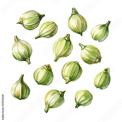 A minimal layout design, a Watercolor painting of a coriander seeds, delicately hand-painted with artistic brush strokes, white background, vector EPS