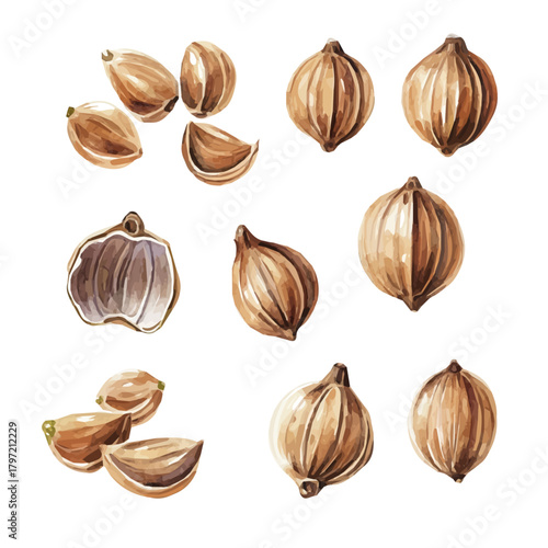 A minimal layout design, a Watercolor painting of a coriander seeds, delicately hand-painted with artistic brush strokes, white background, vector EPS