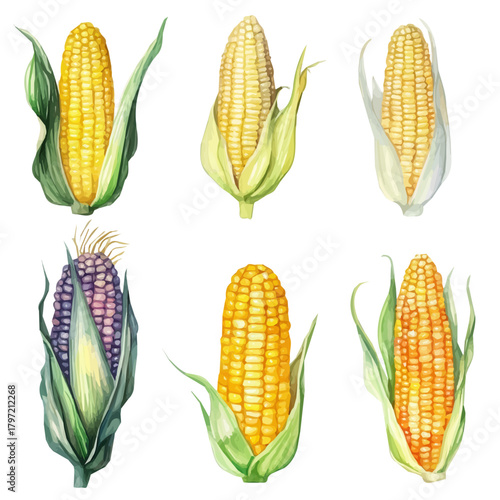 A minimal layout design, a Watercolor painting of a corn kernels, delicately hand-painted with artistic brush strokes, white background, vector EPS