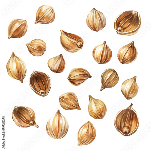 A minimal layout design, a Watercolor painting of a coriander_seeds, delicately hand-painted with artistic brush strokes, white background, vector EPS