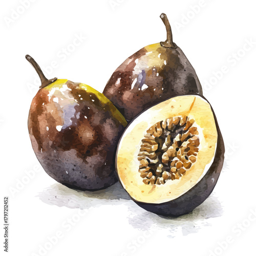A minimal layout design, a Watercolor painting of a cupuacu fruit, delicately hand-painted with artistic brush strokes, white background, vector EPS