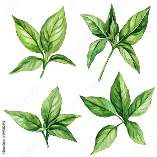 Vector Minimal yet artistic elements for creative designs. hand-drawn paint, A beautiful watercolor painting of a damiana leaves, EPS format, isolated on a white background