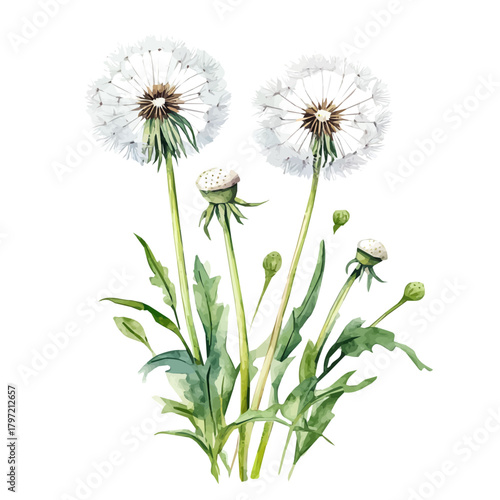 Vector Minimal yet artistic elements for creative designs. hand-drawn paint, A beautiful painting of a dandelion plant, EPS format, isolated on a white background, watercolor illustration