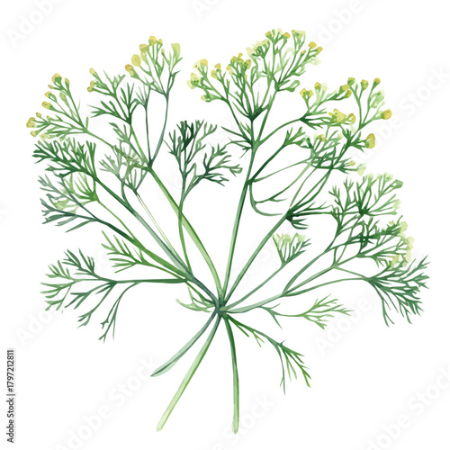 Vector Minimal yet artistic elements for creative designs. hand-drawn paint, A beautiful painting of a dill plant, EPS format, isolated on a white background, watercolor illustration
