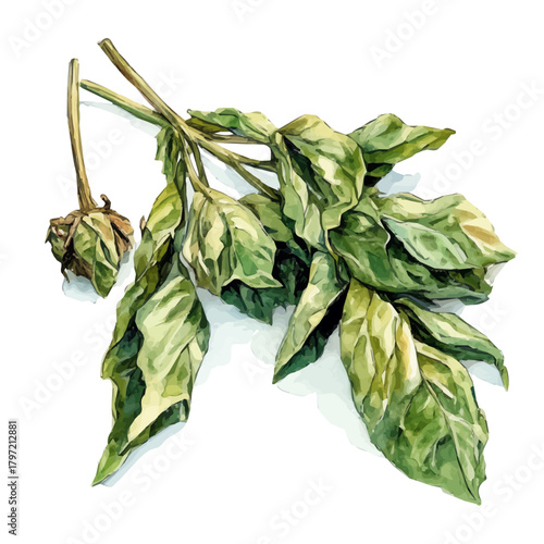 An Imaginary Minimalistic 2D flat icon_dried_basil, modern element in vector and EPS format_isolated on a white 