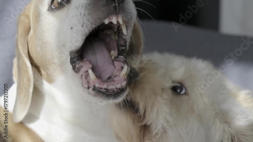 Intense Playful Mock-Biting Between Beagle and Maltipoo Puppy