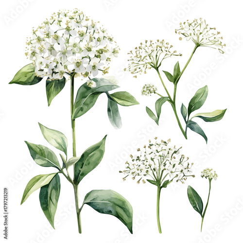 Watercolor type, An Imaginary Minimalistic 2D flat icon elderflower blossoms, modern element in vector and EPS format, isolated on a white background, Simple illustration