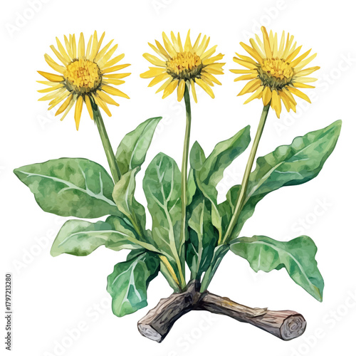 Watercolor type, An Imaginary Minimalistic 2D flat icon elecampane_root, modern element in vector and EPS format, isolated on a white background, Simple illustration