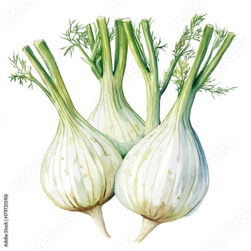 A high-quality watercolor illustration of a fennel plant hand-drawn and isolated on a white background, with fine brush details, painting set in watercolor style, EPS format