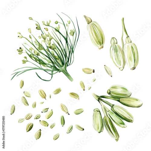 An Imaginary Minimalistic 2D flat icon_fennel_seeds, modern element in vector and EPS format_isolated on a white 
