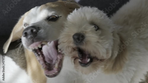 Extreme Close-up of Dogs Mock-Fighting and Playing Together
