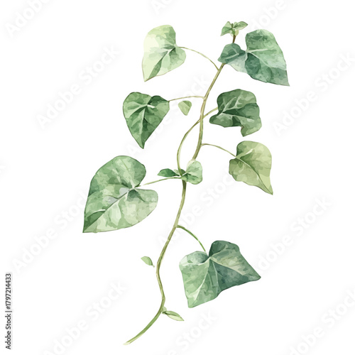 Vector Minimal yet artistic elements for creative designs. hand-drawn paint, A beautiful painting of a giloy_stem , EPS format, isolated on a white background, watercolor illustration
