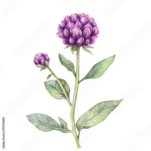 Watercolor type, An Imaginary Minimalistic 2D flat icon globe amaranth flower, modern element in vector and EPS format, isolated on a white background, Simple illustration