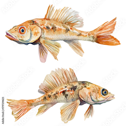 Watercolor type, An Imaginary Minimalistic 2D flat icon goby fish, modern element in vector and EPS format, isolated on a white background, Simple illustration