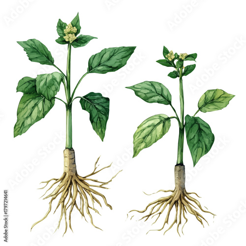 Watercolor type, An Imaginary Minimalistic 2D flat icon goldenseal root, modern element in vector and EPS format, isolated on a white background, Simple illustration