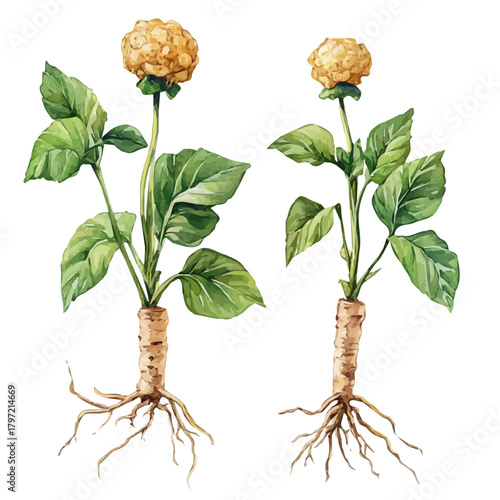 Watercolor type, An Imaginary Minimalistic 2D flat icon goldenseal root, modern element in vector and EPS format, isolated on a white background, Simple illustration