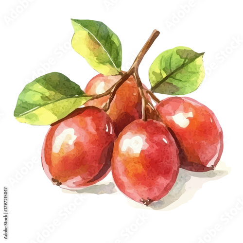 A minimal layout, a Watercolor painting of haritaki fruit, delicately hand-painted with artistic brush strokes, white background, vector EPS. vector illustration