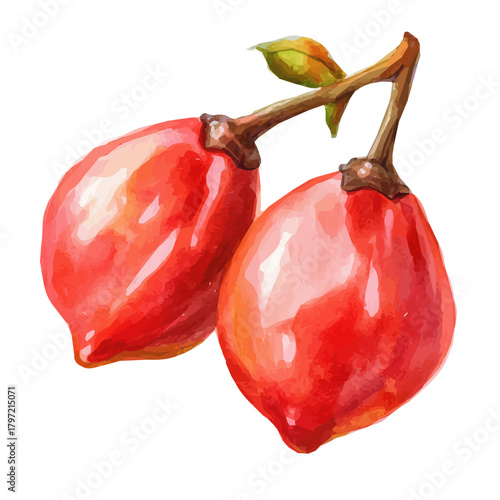 A minimal layout, a Watercolor painting of haritaki fruit, delicately hand-painted with artistic brush strokes, white background, vector EPS. vector illustration, Simple design