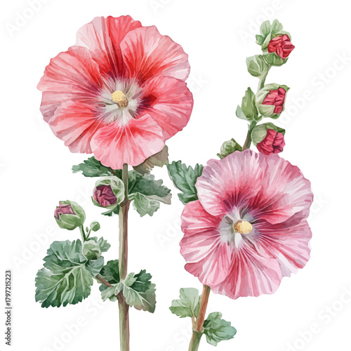 A watercolor-style hollyhock flower, softly painted and separated on a white background, is crafted as a minimal yet artistic element for creative designs. EPS format