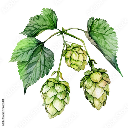 A watercolor-style hops plant set, softly painted and separated on a white background, is crafted as a minimal yet artistic element for creative designs. EPS format
