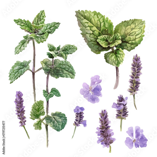 An Imaginary Minimalistic 2D flat icon horehound leaves set, modern element in vector and EPS format, isolated on a white background, Simple illustration