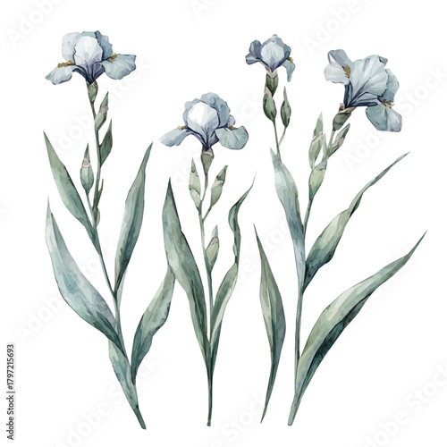Minimal yet artistic elements for creative designs. hand-drawn paint, Simple Illustration, A beautiful painting of iris flower, EPS format, isolated on a white background, painting design