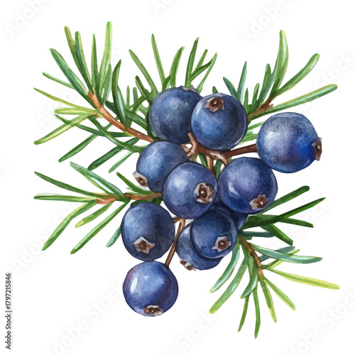 Minimal yet artistic elements for creative designs. EPS format, isolated on a white background, painting design, hand-drawn paint, Simple Illustration, A beautiful painting of juniper berries