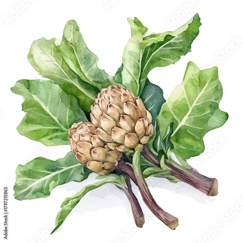 Minimal yet artistic elements for creative designs. EPS format, isolated on a white background, painting design, hand-drawn paint, Simple Illustration, A beautiful painting of Jerusalem artichoke