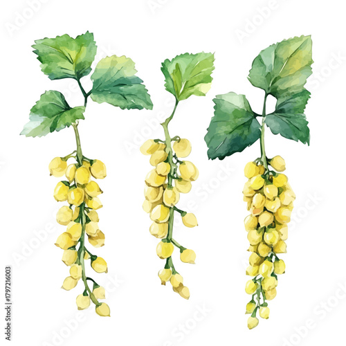 An Imaginary Minimalistic 2D flat icon Oregon grape root, modern element in vector and EPS format, isolated on a white background, Simple illustration