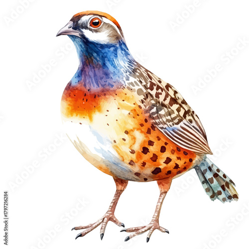 An Imaginary Minimalistic 2D flat icon_quail_bird, modern element in vector and EPS format_isolated on a white background, bird