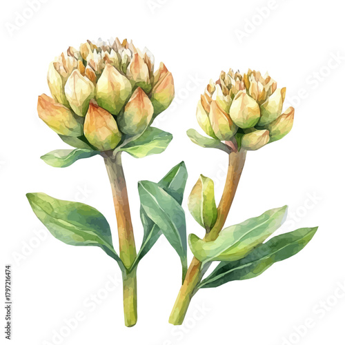 An Imaginary Minimalistic 2D flat icon rhodiola root, modern element in vector and EPS format, isolated on a white background, Simple illustration