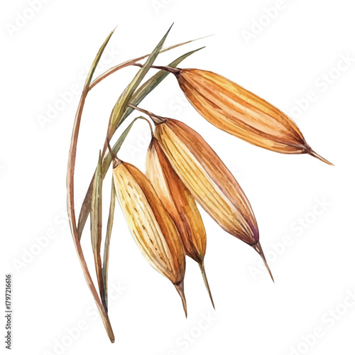 A beautiful painting of rye grains, Simple Illustration, watercolor style, minimal yet artistic elements for creative designs. EPS format, isolated on transparent background, hand-drawn paint