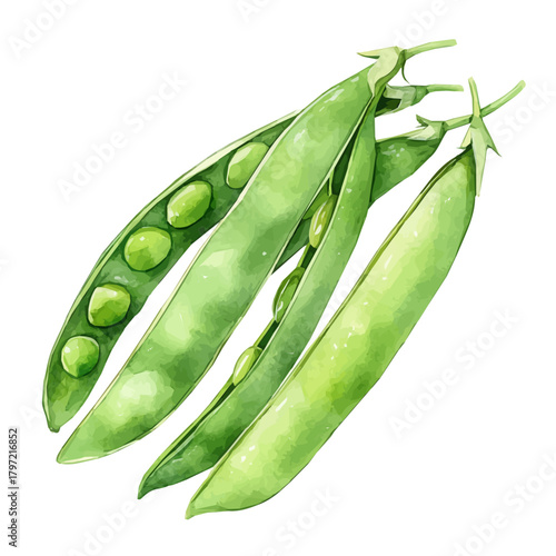 Minimal yet artistic elements for creative designs. hand-drawn paint, Simple Illustration, A beautiful painting of snow peas, EPS format, isolated on a white background, watercolor style