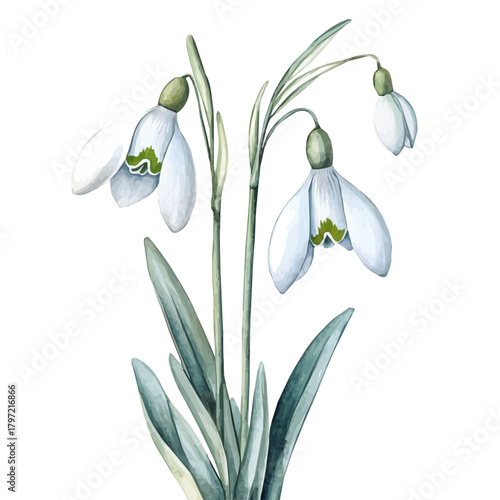 Cute design, An Imaginary Minimalistic 2D flat icon snowdrop flower, modern element in vector and EPS format, isolated on a white background, Simple illustration
