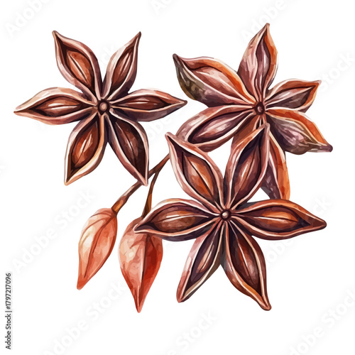 Minimal yet artistic elements for creative designs. hand-drawn paint, Simple Illustration, A beautiful painting of star anise, EPS format, isolated on a white background, watercolor style