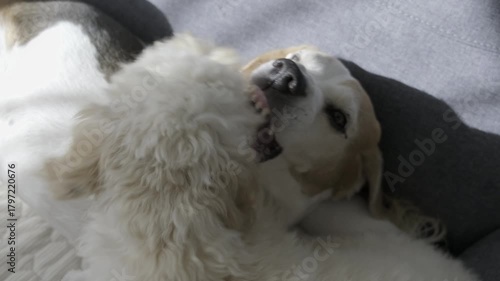 Senior Beagle Yawning and Playing with Maltipoo Puppy