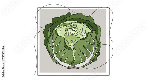 Vibrant Illustration of a Cabbage, Showcasing Artistic Detail, Perfect for Design