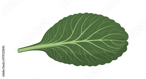 Vibrant Illustration of a Single Green Leaf Displayed On Black Background For Artwork