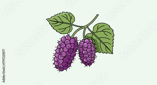 Vibrant Illustration Of Mulberry Fruit With Lush Green Leaves And Delicate Details