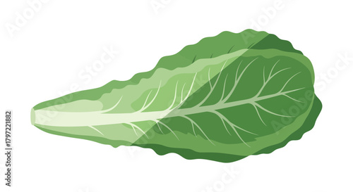 Vibrant Illustration of Fresh Lettuce Leaf Isolated Against Black Background