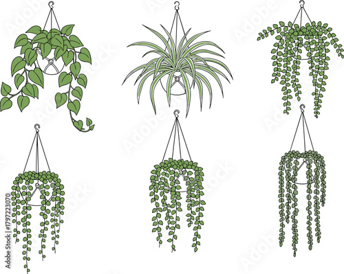 Green hanging houseplants collection in macrame pots, indoor botanical illustration set, modern home decor greenery for wall art design