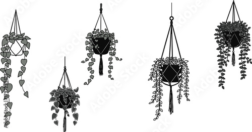 Set of hanging houseplants in black and white macrame pots, minimalist botanical illustration, modern boho wall art design decor