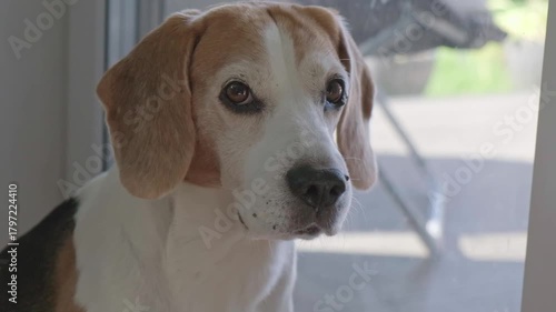 Senior Beagle Looks Out Window and Turns to Camera Portrait
