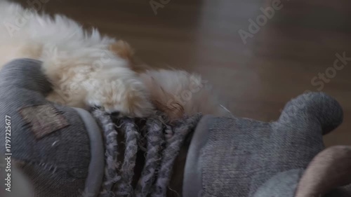 Maltipoo Puppy Playing and Chewing on Soft Toy Close-up