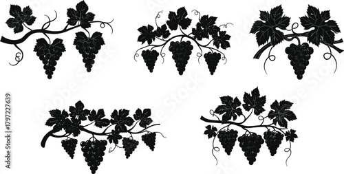 Black grapevine silhouette set with leaves and grape clusters, elegant vector design for wine labels, decoration, and vineyard artwork